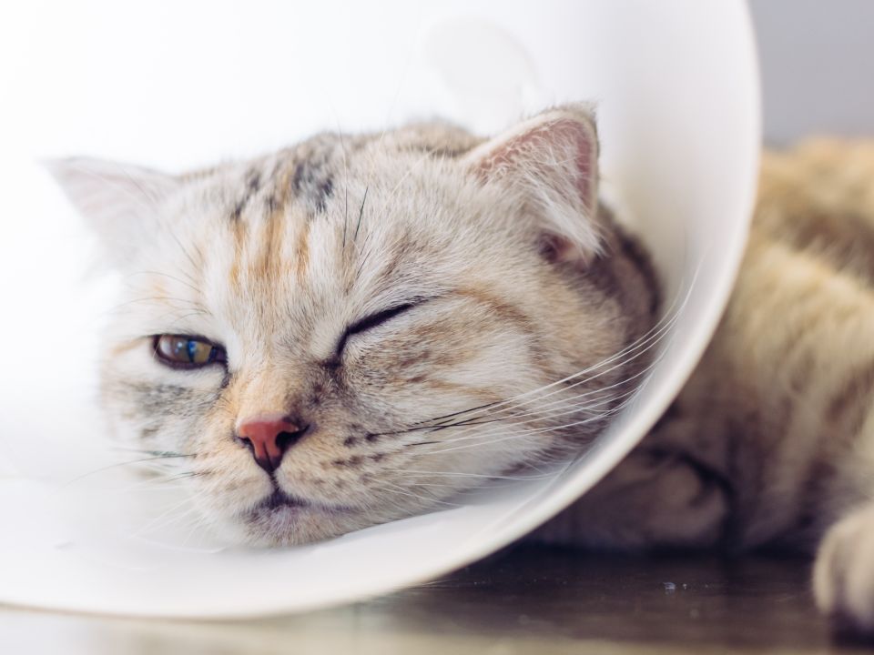 gato triste acostado con un collar de cono