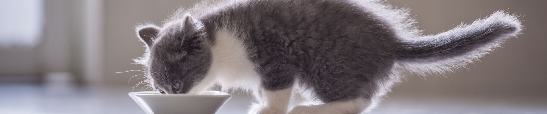 pancarta de un gatito gris comiendo de un plato blanco