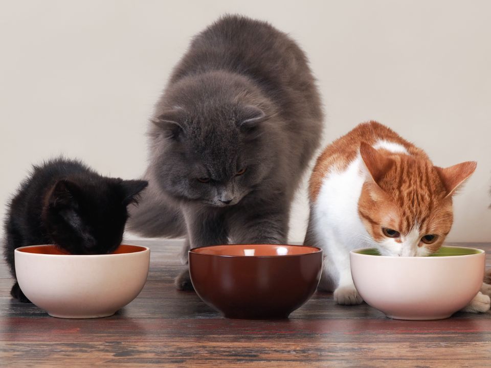 dos gatos y un gatito comiendo