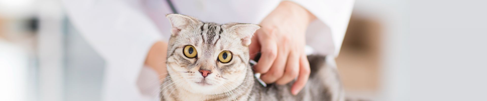 estetoscopio de veterinario y gato gris