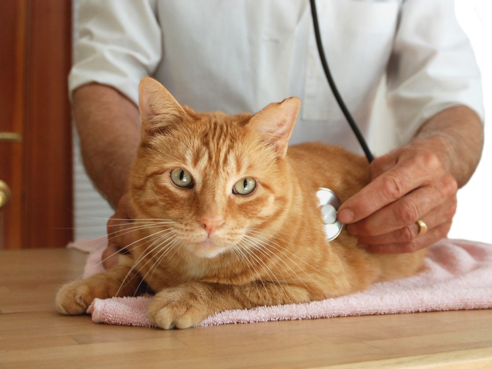 estetoscopio veterinario y gato naranja