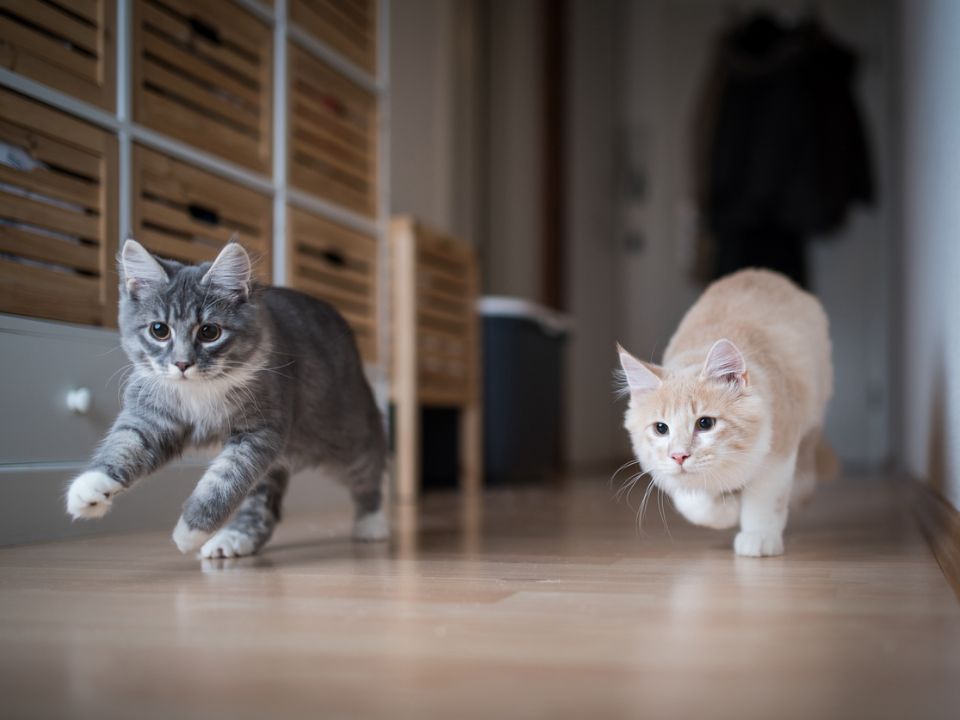dos gatos que corren sobre un piso de madera