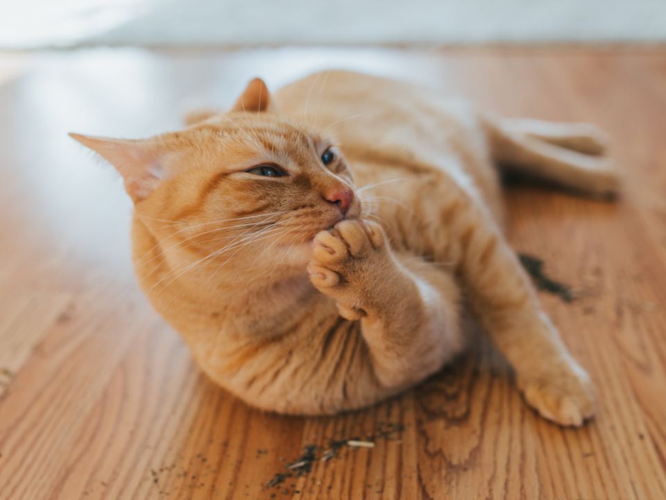 gato naranja acostado lamiéndose una pata