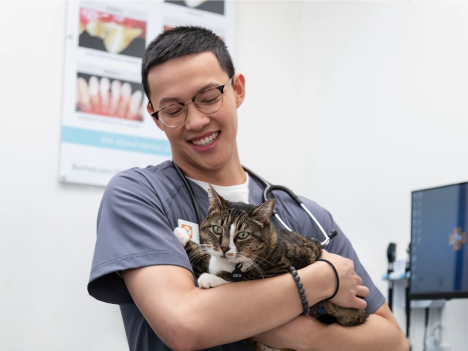 veterinario-sosteniendo-a-un-gato