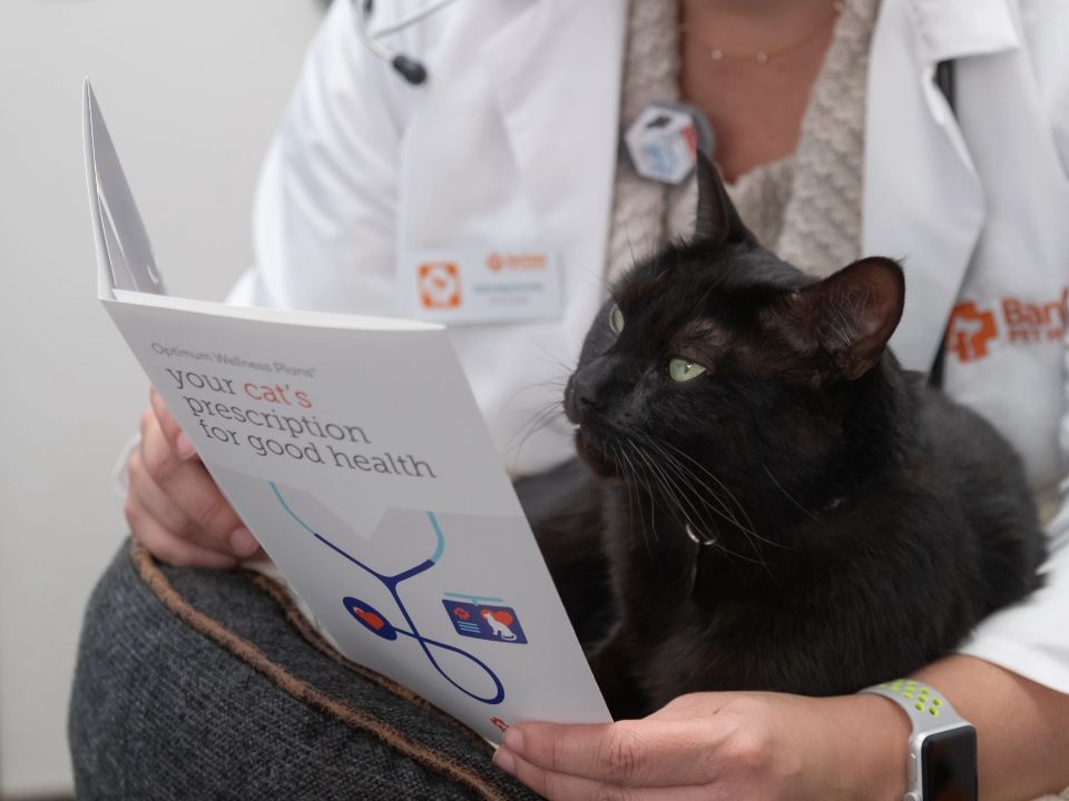 veterinaria con gato negro en el regazo leyendo un panfleto