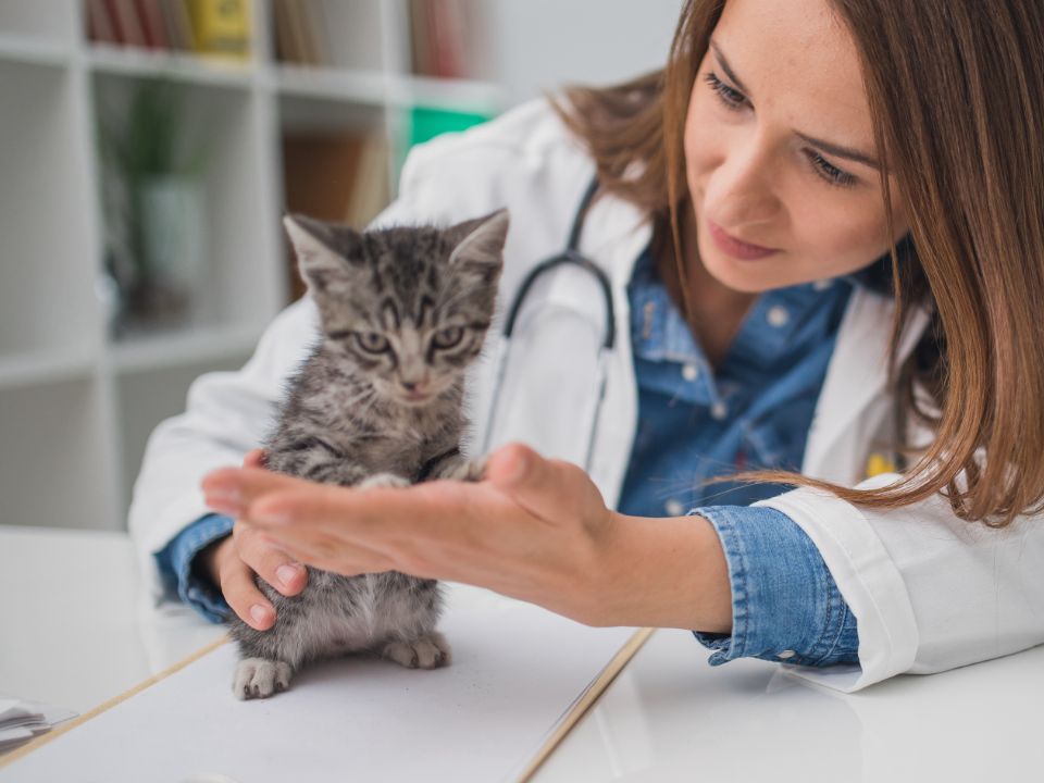 veterinaria revisando un gatito gris