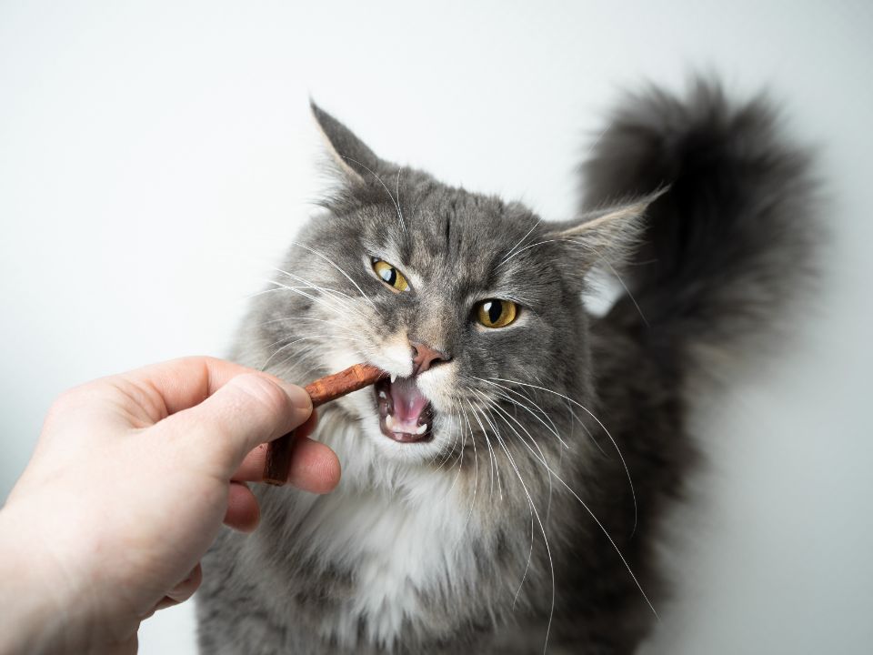 gato gris comiendo un palillo masticable