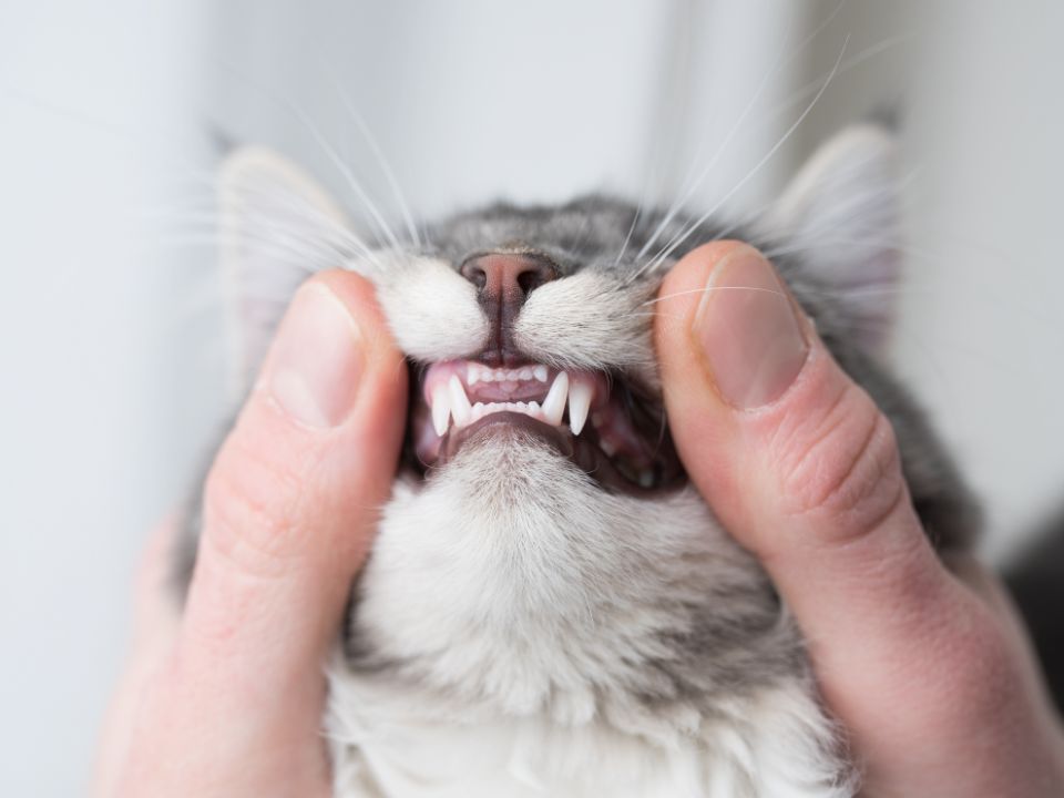 manos revisando los dientes a un gato