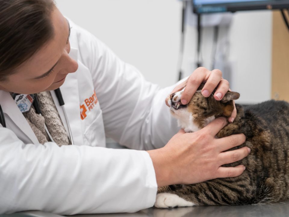 veterinario revisando los dientes de un gato
