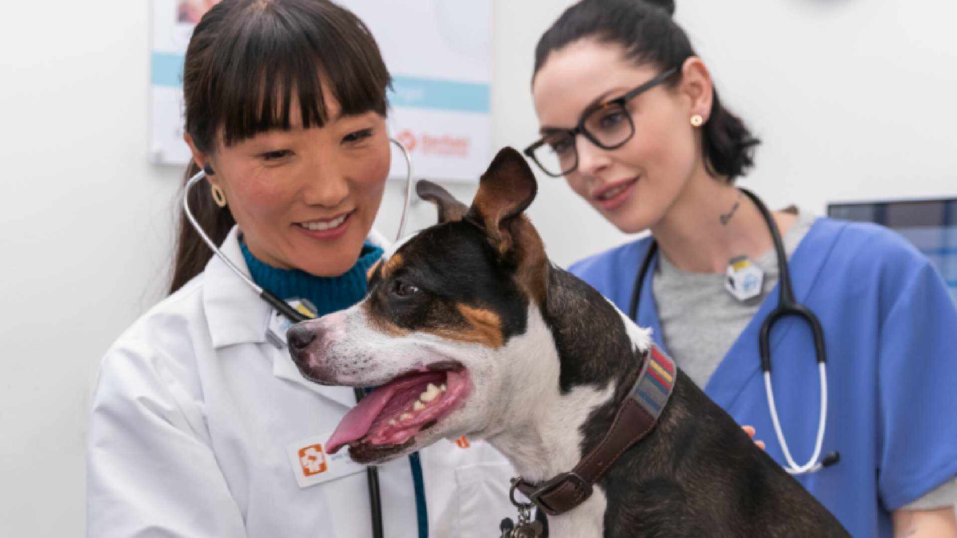 médicos examinando un perro en el hospital