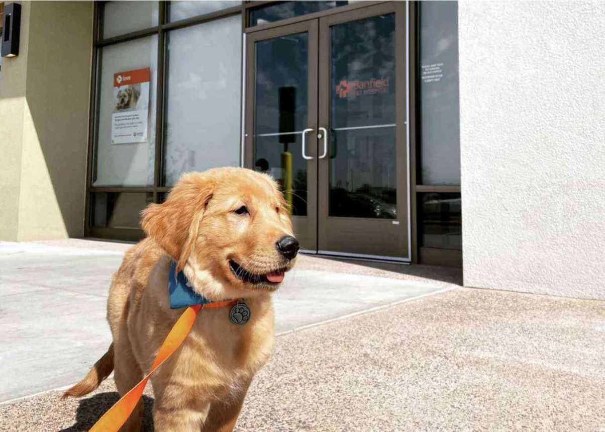 Un perro caminando en el exterior de un centro Banfield Pet Hospital