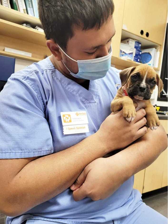 Joven veterinario sosteniendo un cachorro en el Banfield Pet Hospital