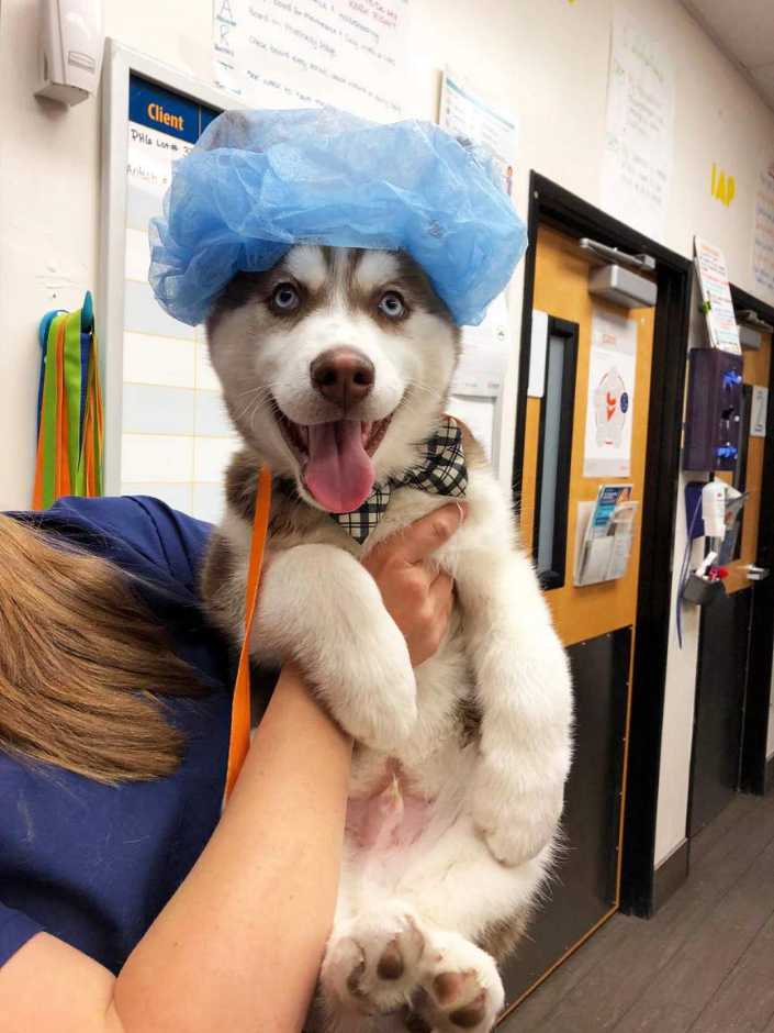 A husky puppy wearing a surgery hair cap