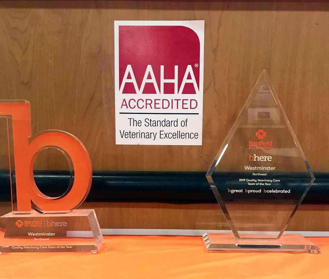 Acreditación de la AAHA - Premios Estándar de Excelencia Veterinaria