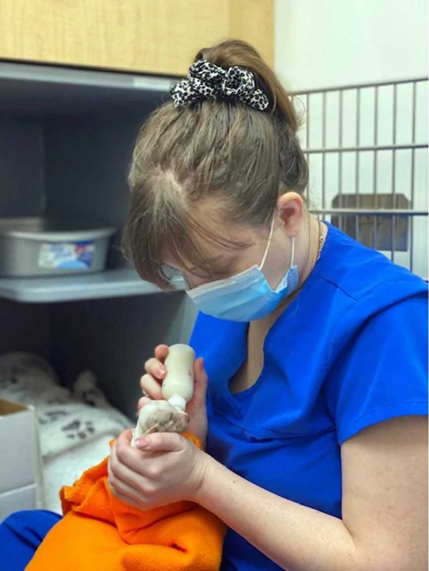 Joven veterinaria alimentando a un cachorro en el Banfield Pet Hospital