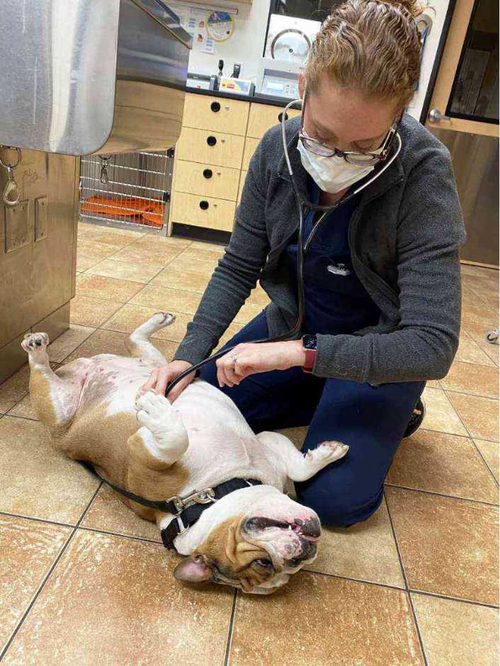 Joven veterinaria sosteniendo un cachorro en el Banfield Pet Hospital