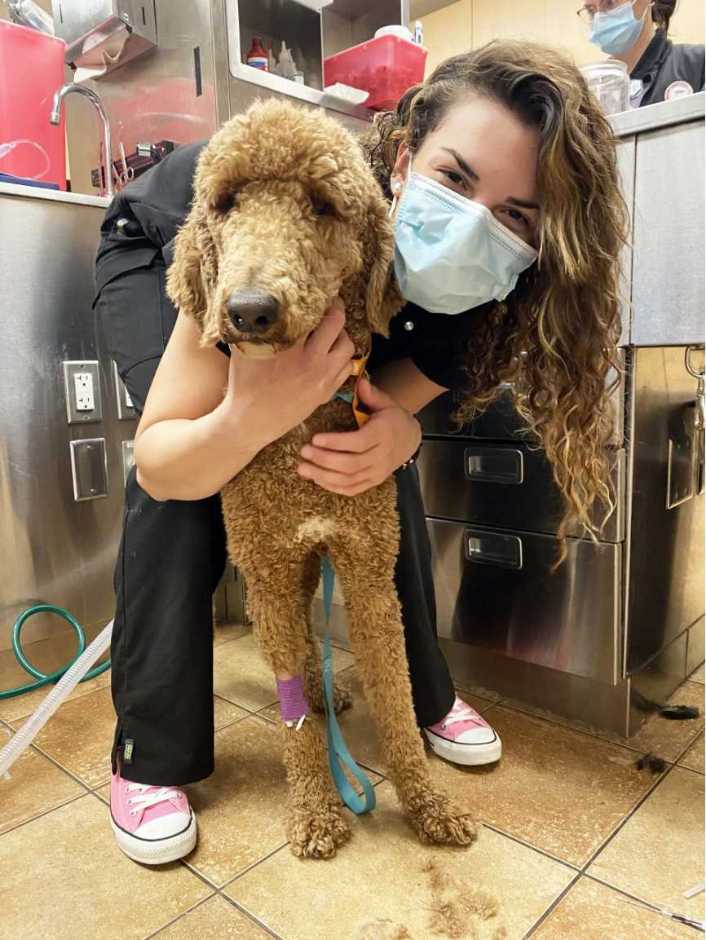 Joven veterinaria sosteniendo a un perro en el Banfield Pet Hospital