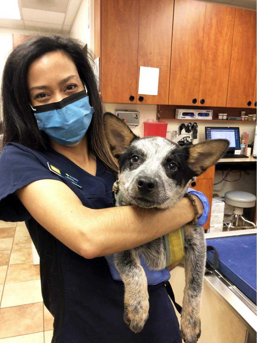 Asociada Banfield sosteniendo a un perro en el Banfield Pet Hospital