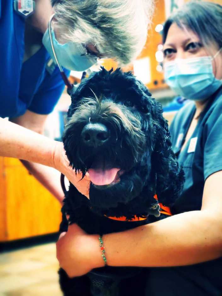 Par de asociados sosteniendo a un perro negro en Banfield Pet Hospital