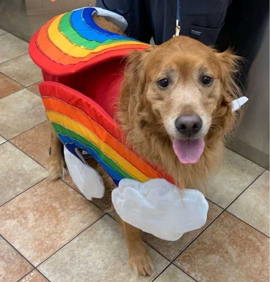Perro disfrazado de arcoíris en el Banfield Pet Hospital de Slidell S, Luisiana 