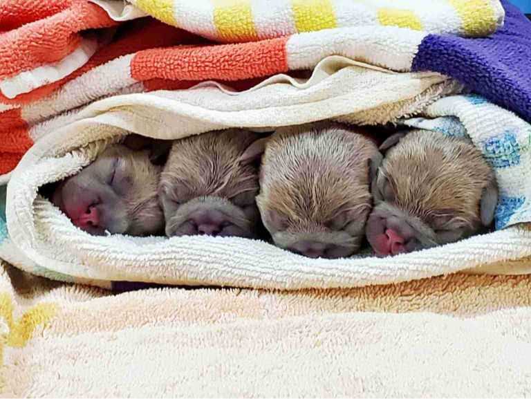 Cuatro cachorros recién nacidos en el Banfield Pet Hospital, Yadkin Park, Carolina del Norte