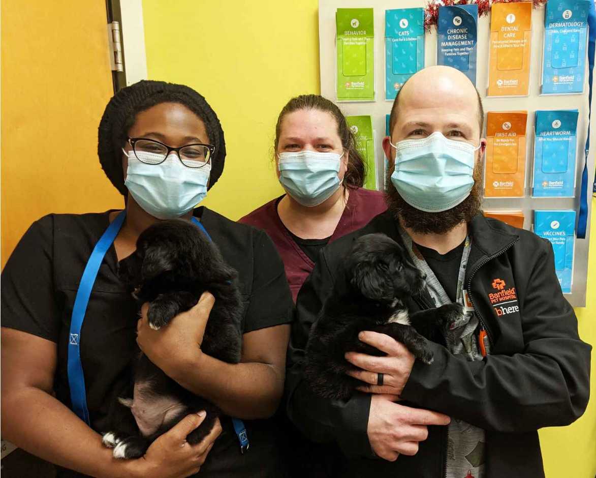 Tres veterinarios y dos cachorros negros en Banfield Pet Hospital