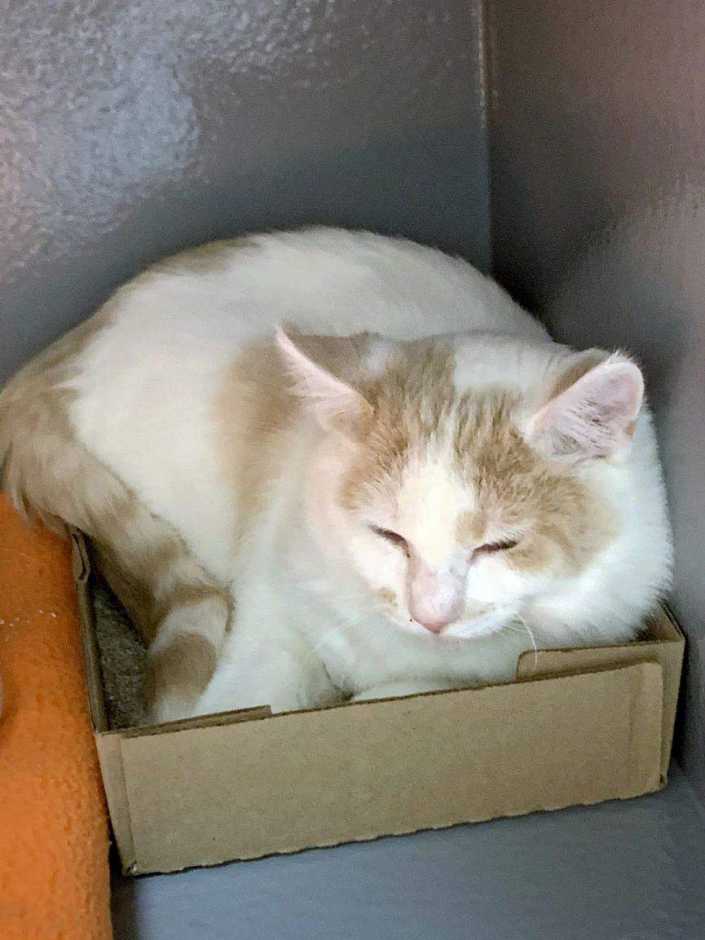 Un gato acurrucado en una pequeña caja de cartón