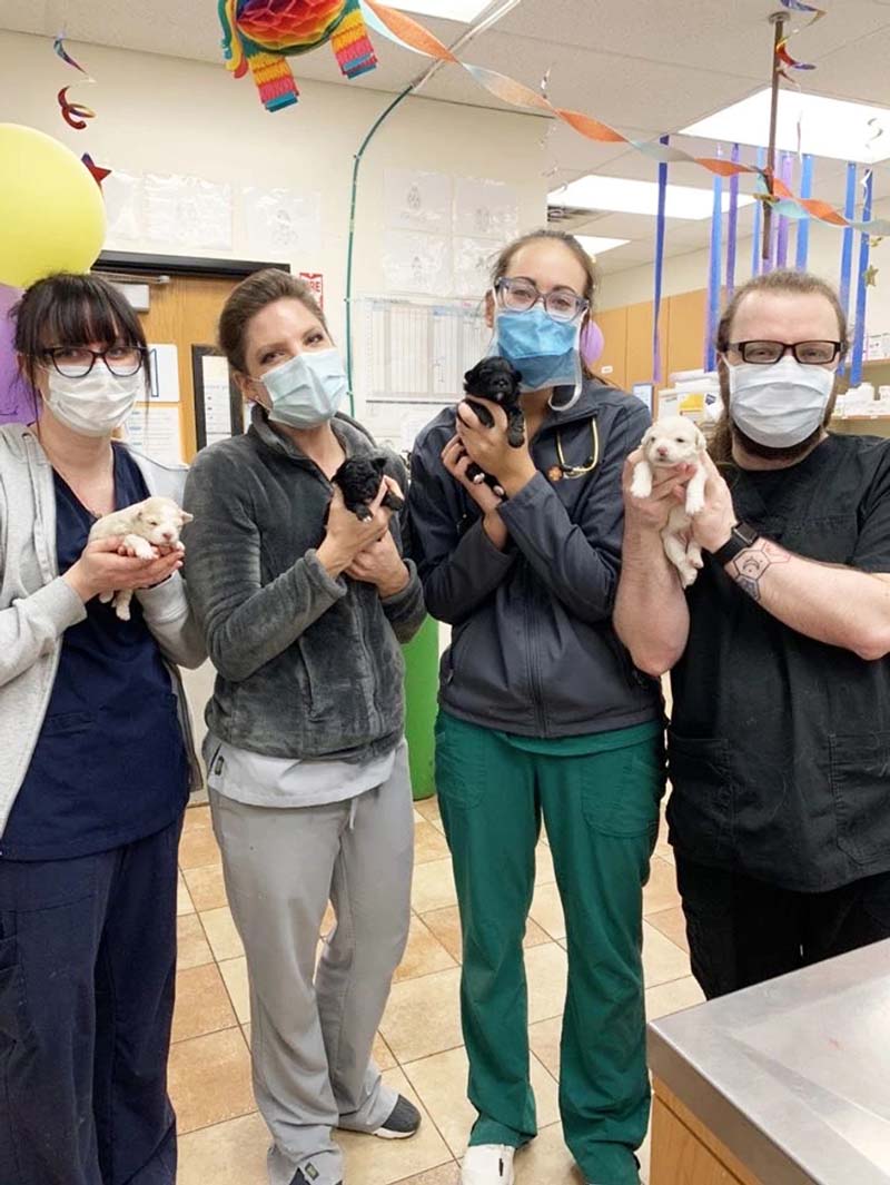 Un grupo de asociados sosteniendo cachorros recién nacidos en Banfield Pet Hospital