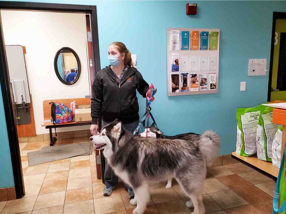 Una asociada sosteniendo a un husky con correa en Banfield Pet Hospital