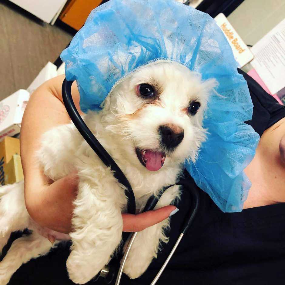 A small, fluffy white dog wearing a hair net