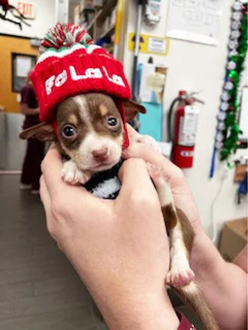 2 hands holding a tiny dog that is wearing a red beanie