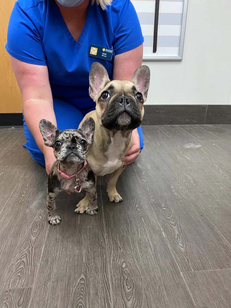 Veterinario sosteniendo un par de perros en el Banfield Pet Hospital de Rockwall, Texas
