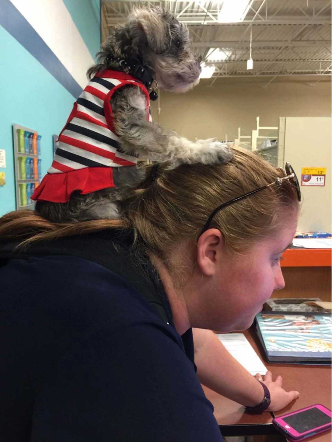 A tiny dog sitting on the shoulders of a Banfield Associate