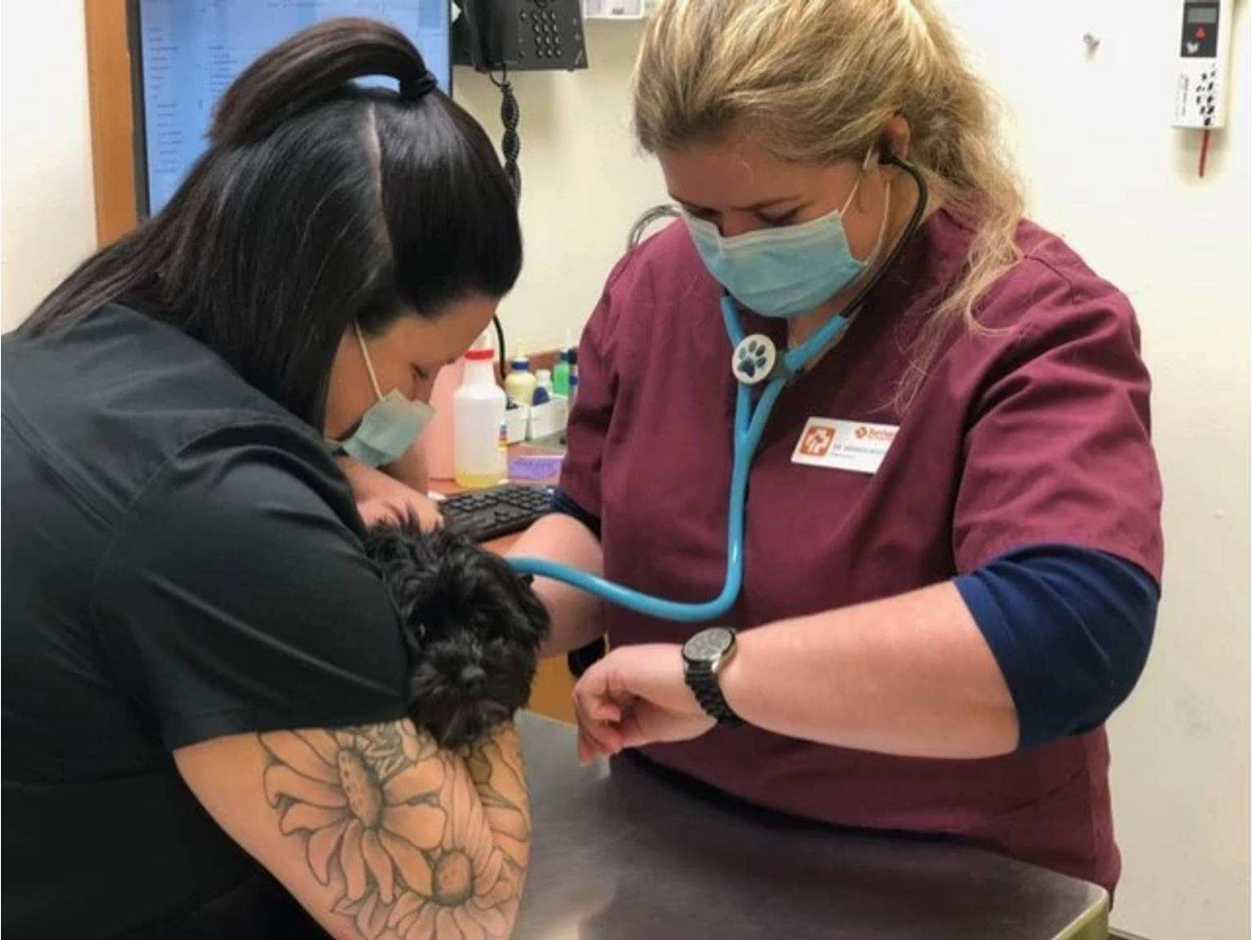 Un par de veterinarias examinando a un perro negro en Banfield Pet Hospital
