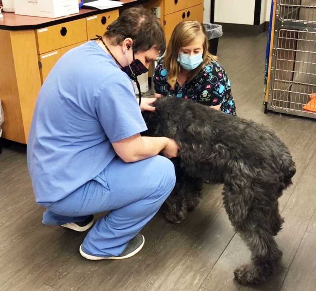 Un par de asociados revisando a un perro negro en Banfield Pet Hospital