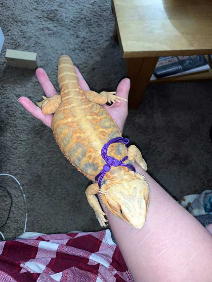 Una lagartija mascota en la mano de su dueño