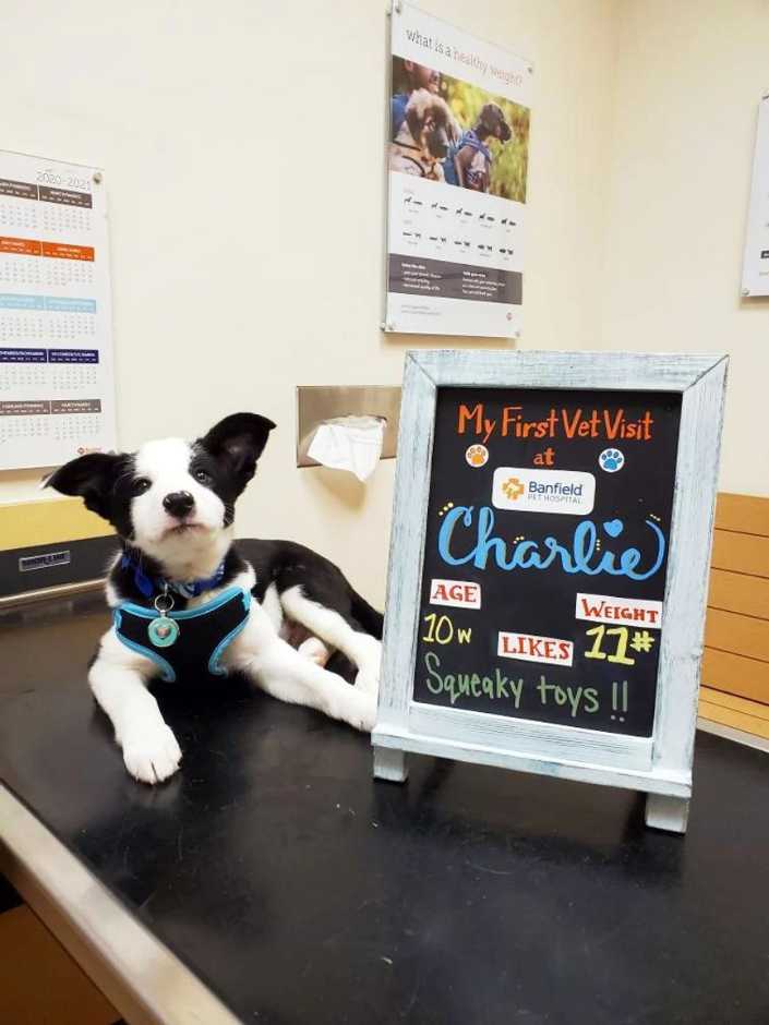 Un perrito sentado junto a un cartel en Banfield Pet Hospital
