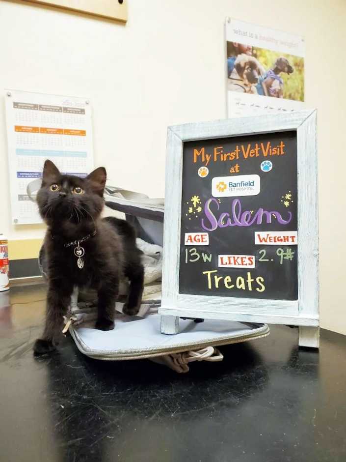 Un gato negro junto a un cartel en Banfield Pet Hospital
