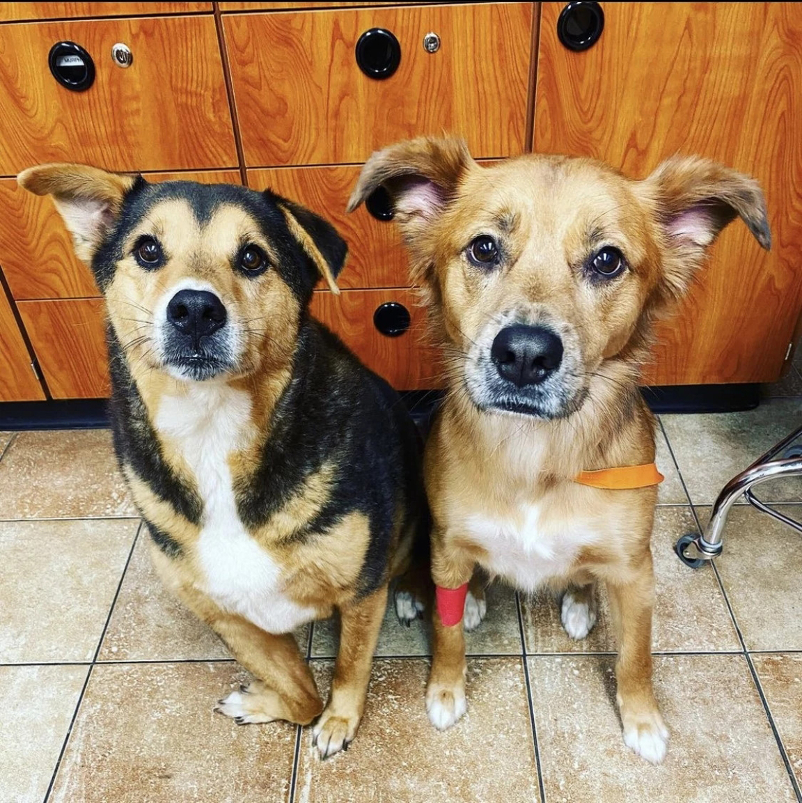 Un par de perros sentados en Banfield Pet Hospital, Covington, Luisiana